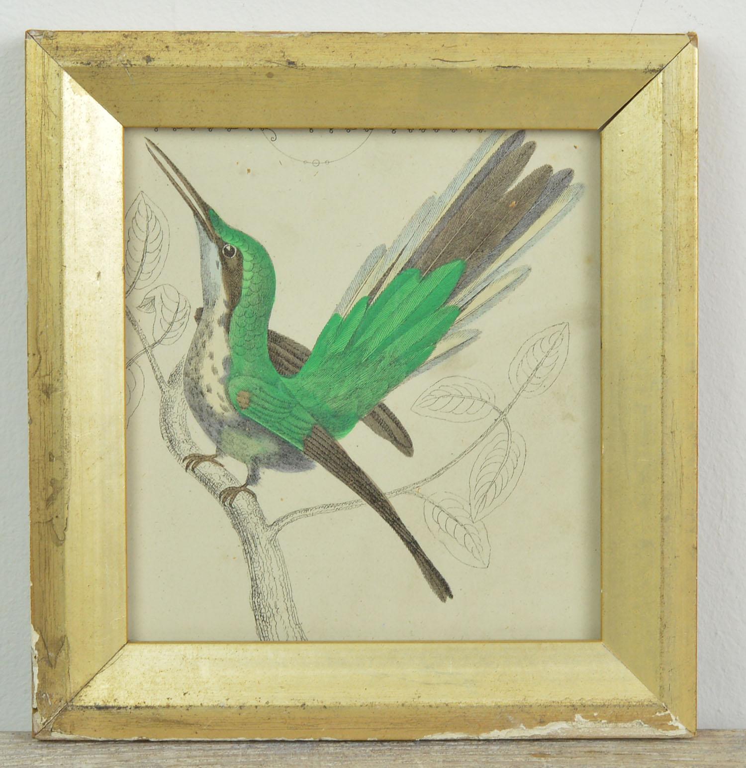 Great image of a hummingbird presented in a distressed antique gilt frame.

Lithograph after Cpt. Brown with original hand color.

Published 1847.
 

 