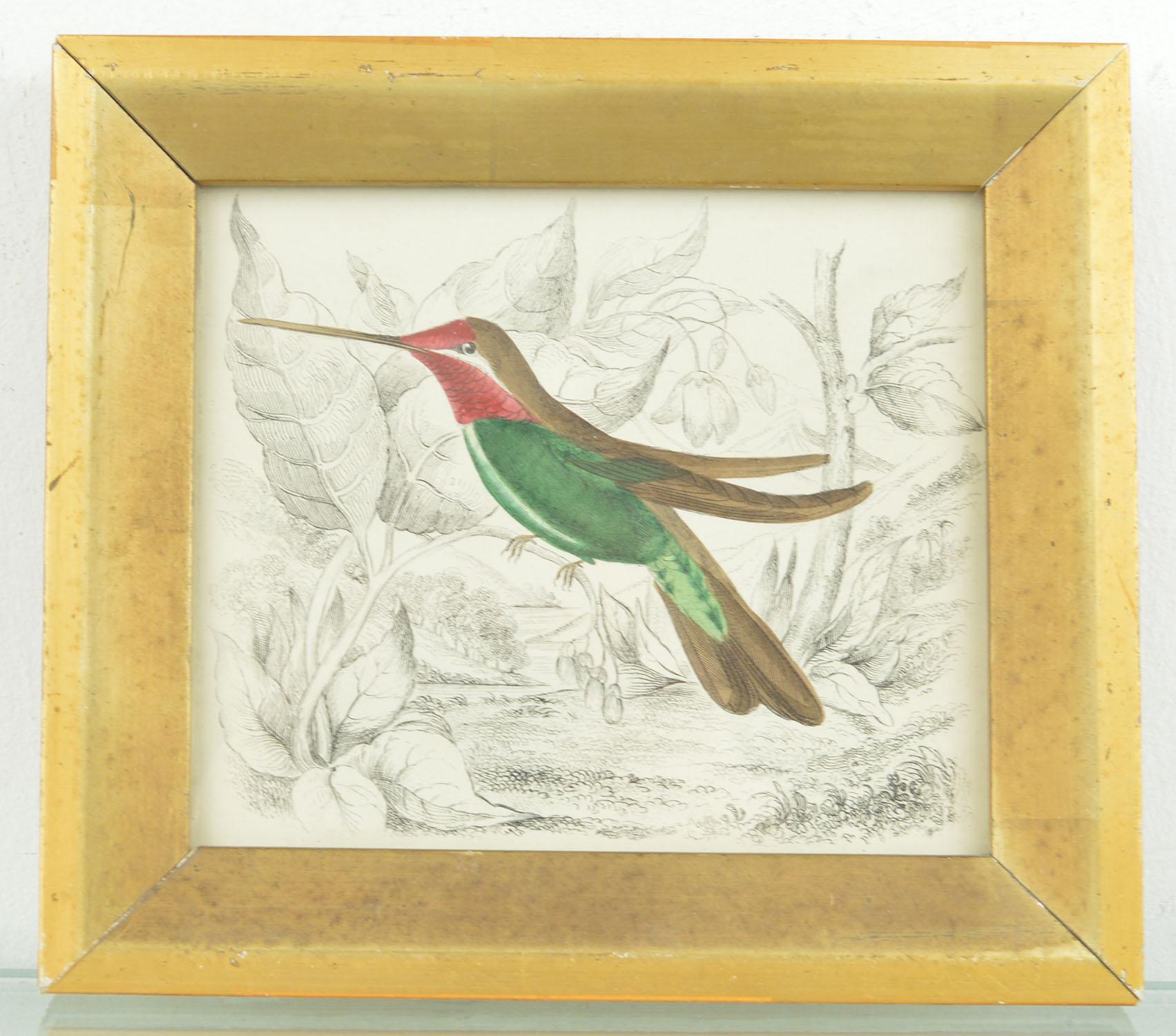Great image of a hummingbird presented in a distressed antique gilt frame.

Lithograph after Cpt. Brown with original hand color.

Published 1847.
 

     