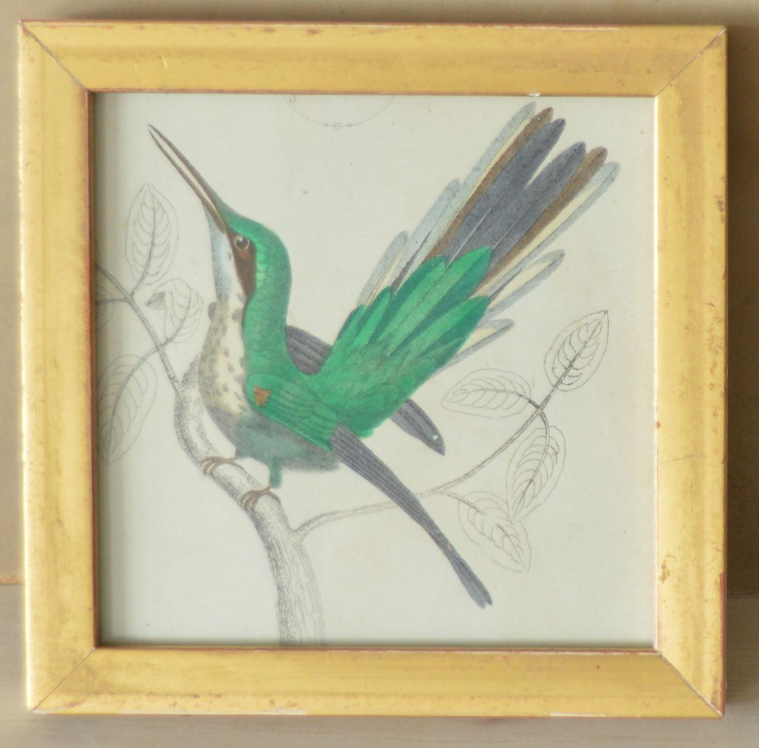 Great image of a hummingbird presented in a distressed antique gilt frame.

Lithograph after Cpt. Brown with original hand color.

Published 1847.

Free shipping.
 

 