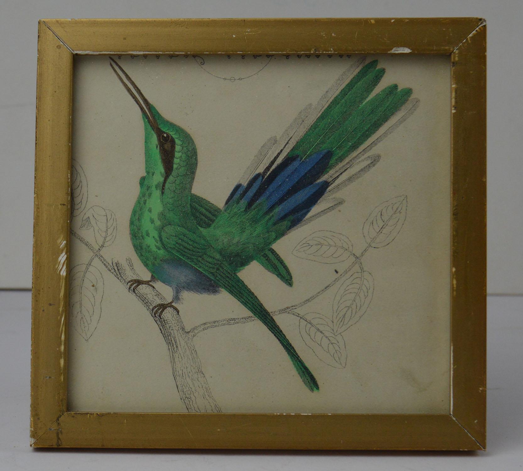 Great image of a hummingbird presented in a distressed antique gilt frame.

Lithograph after Cpt. brown with original hand color.

Published, 1847.

Free shipping.


  
