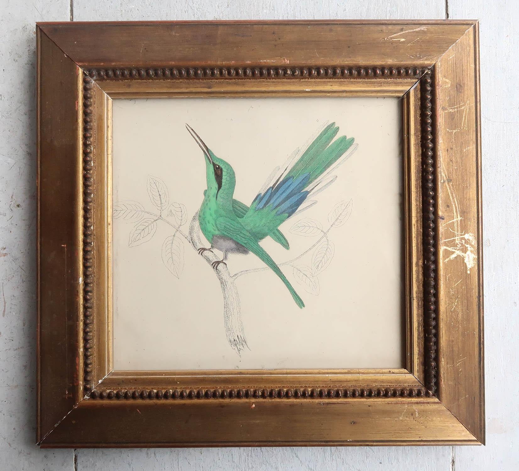 Great image of a hummingbird presented in a slightly distressed antique gilt frame.

Lithograph after Cpt. brown with original hand color.

Published, 1847.




