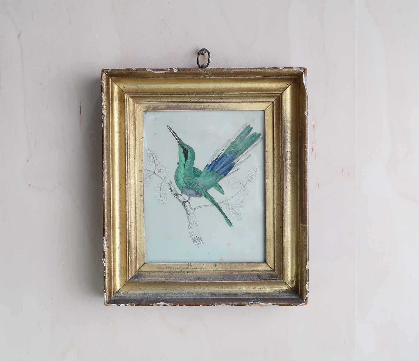 Superbe image d'un colibri dans un cadre antique doré légèrement vieilli.

Lithographie d'après le Cpt. Brown avec couleur originale à la main.

Publié en 1847.

Livraison gratuite au Royaume-Uni




