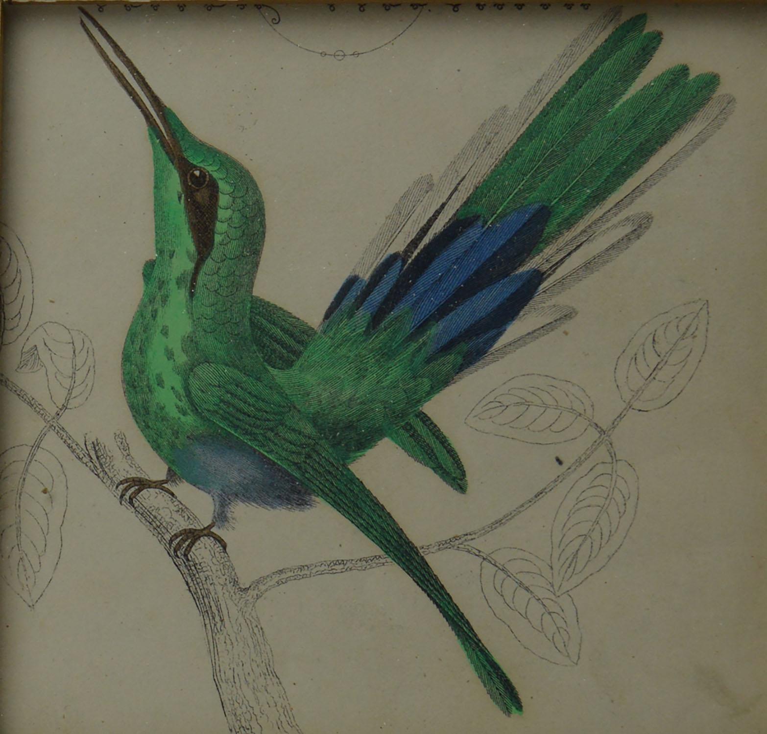 Folk Art Original Antique Print of a Hummingbird, 1847