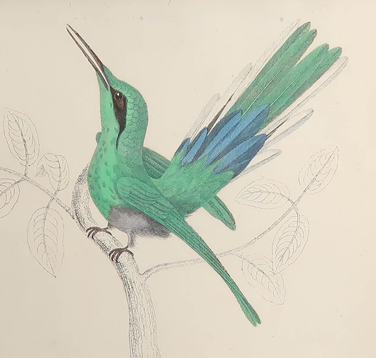 Folk Art Original Antique Print of a Hummingbird, 1847