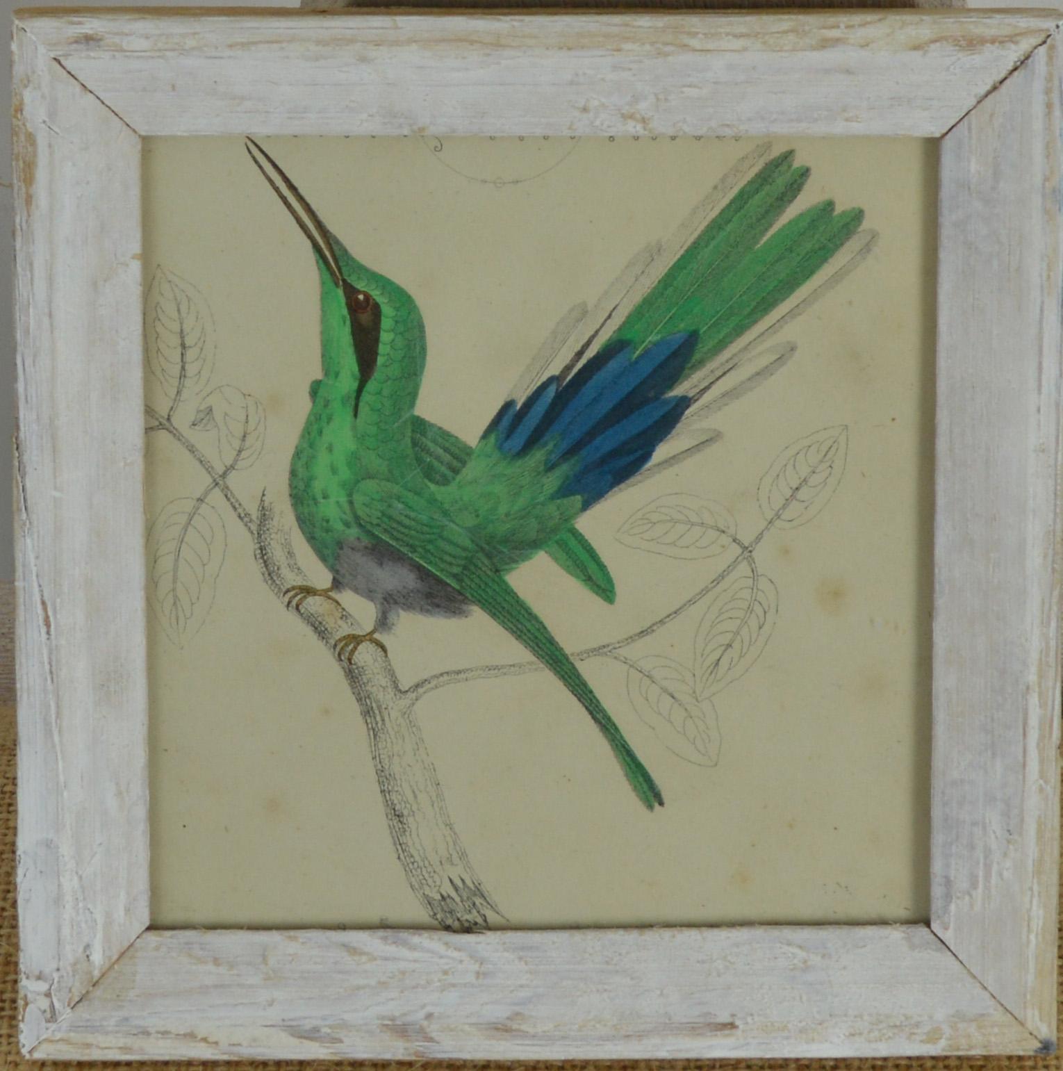 English Original Antique Print of a Hummingbird, 1847