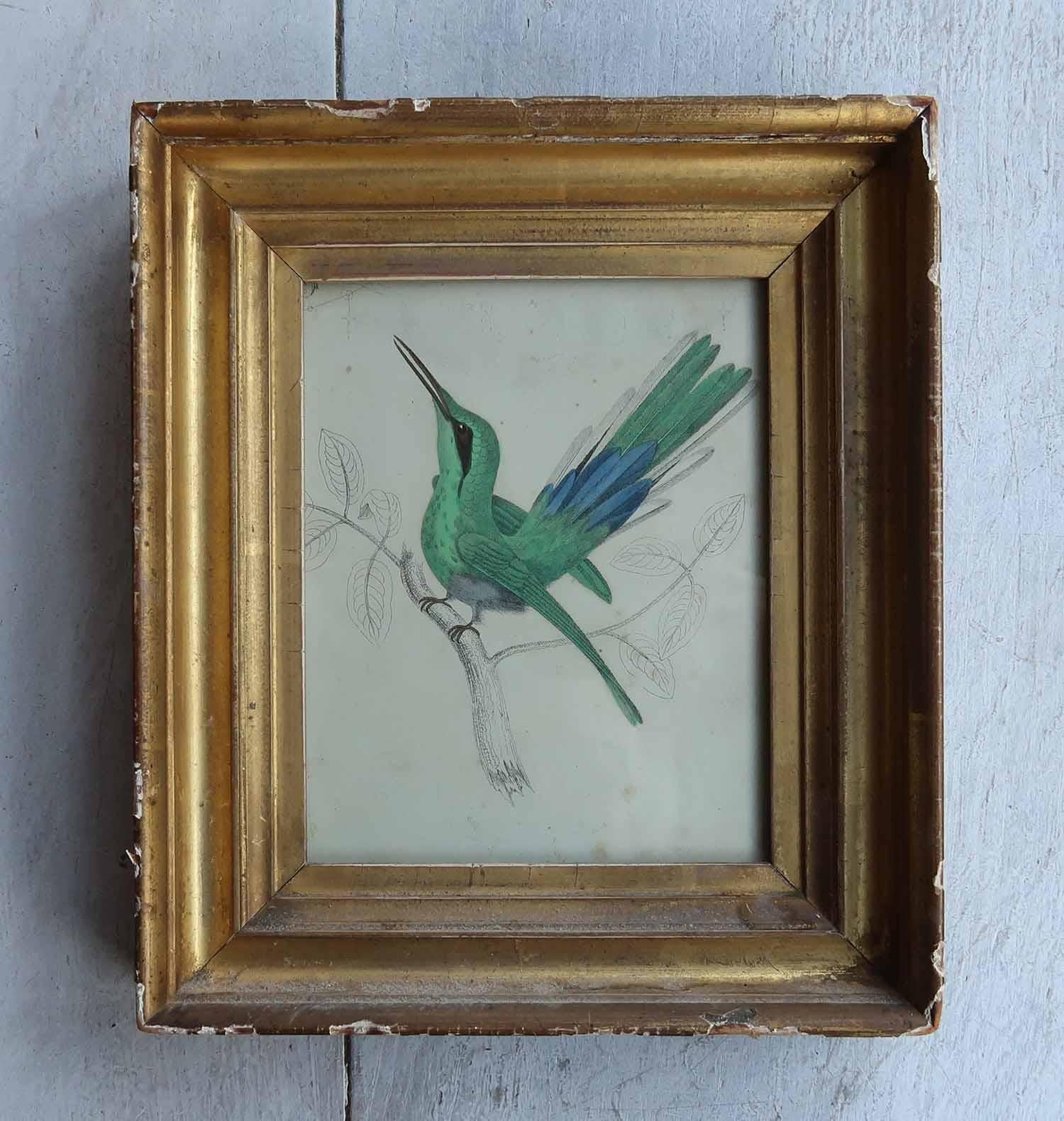 Anglais Impression ancienne originale d'un coquillage, 1847 en vente