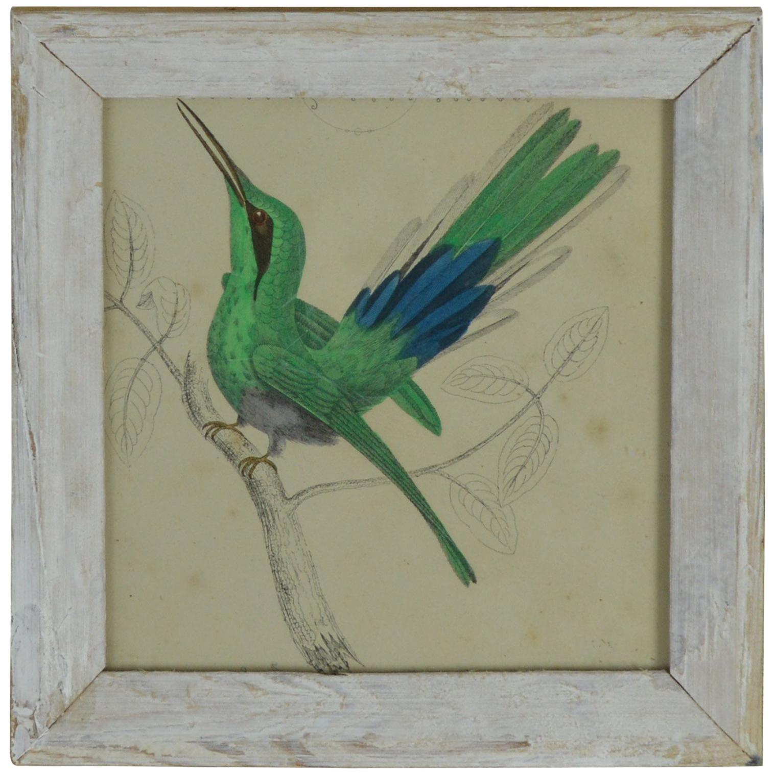 Original Antique Print of a Hummingbird, 1847