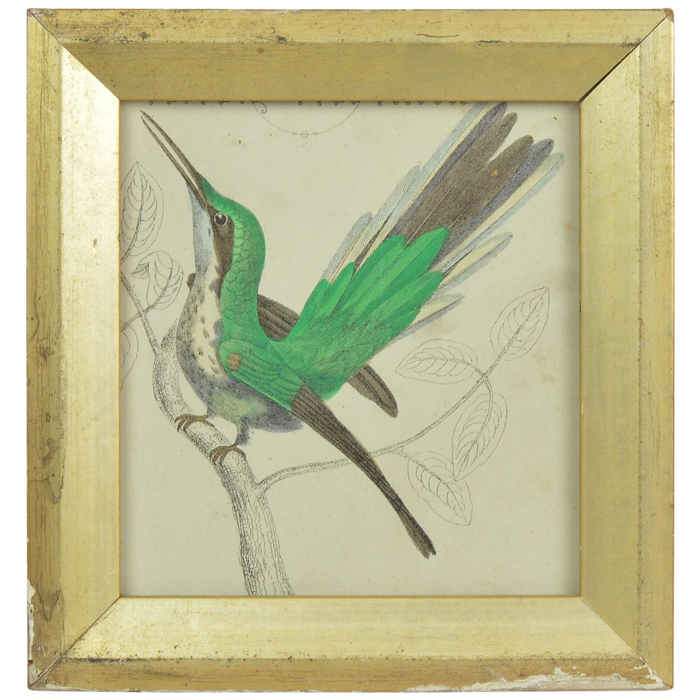 Original Antique Print of a Hummingbird, 1847