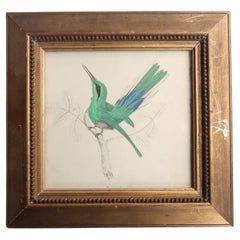 Original Antique Print of a Hummingbird, 1847