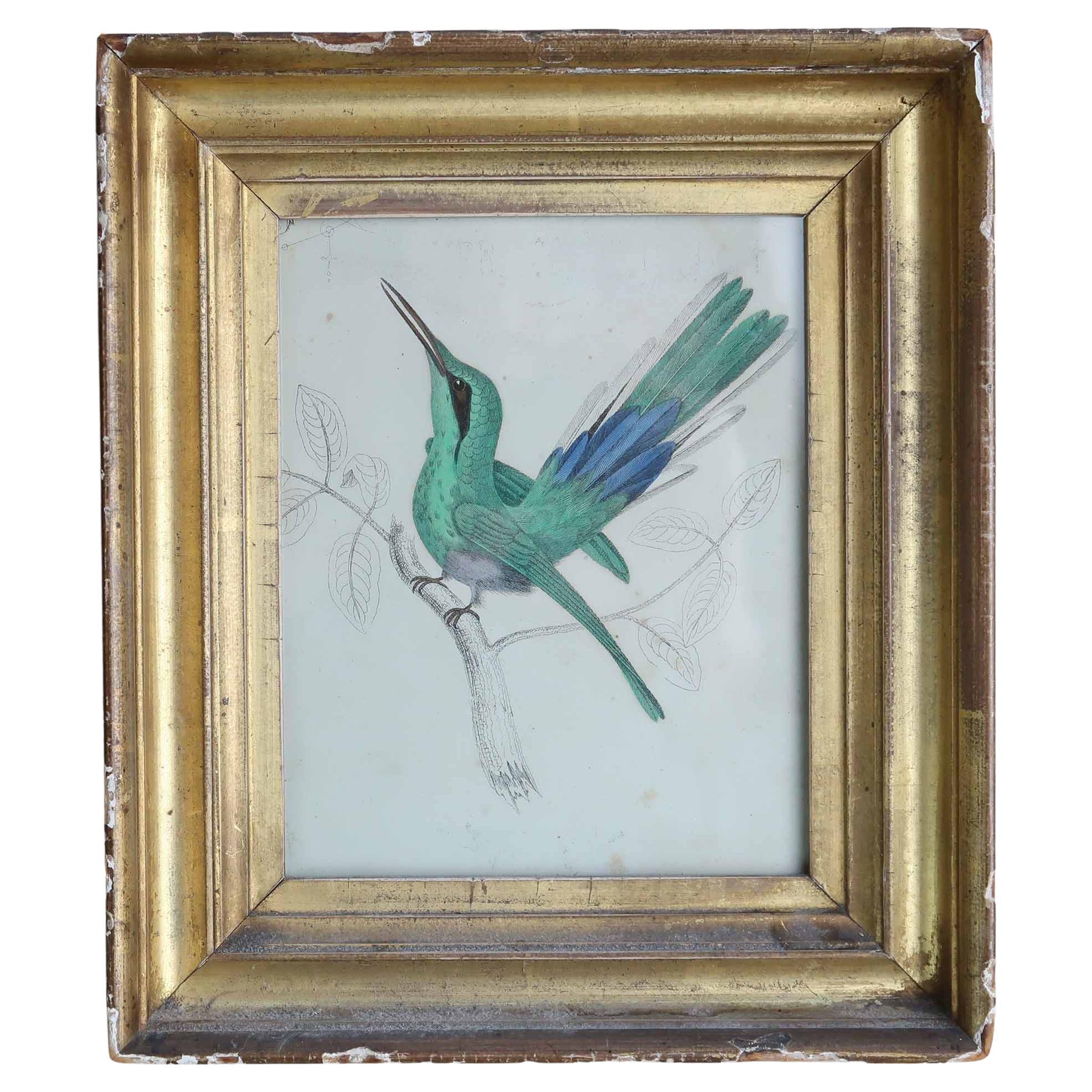 Impression ancienne originale d'un coquillage, 1847 en vente