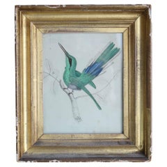 Original Antique Print of a Hummingbird, 1847