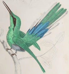 Original Antique Print of a Hummingbird, 1847 'Unframed'