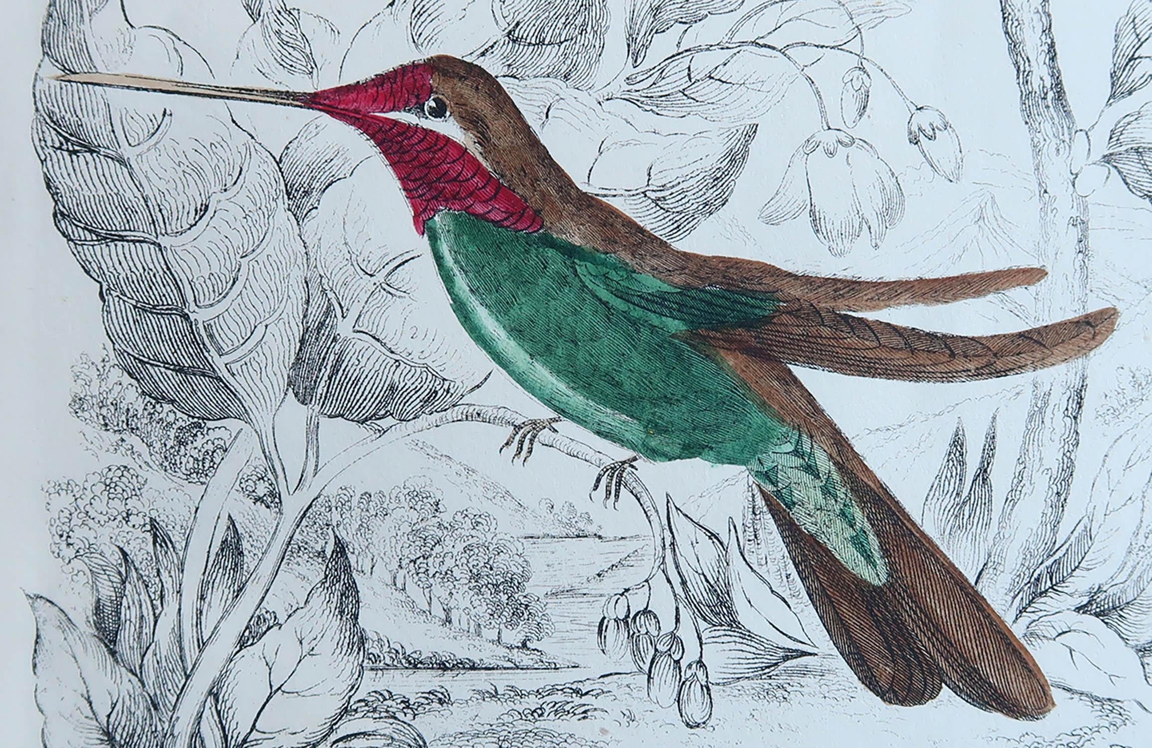 Great image of a hummingbird.

Unframed. It gives you the option of perhaps making a set up using your own choice of frames.

Lithograph after Captain Brown with original hand color.

Published 1847.

Free shipping.




