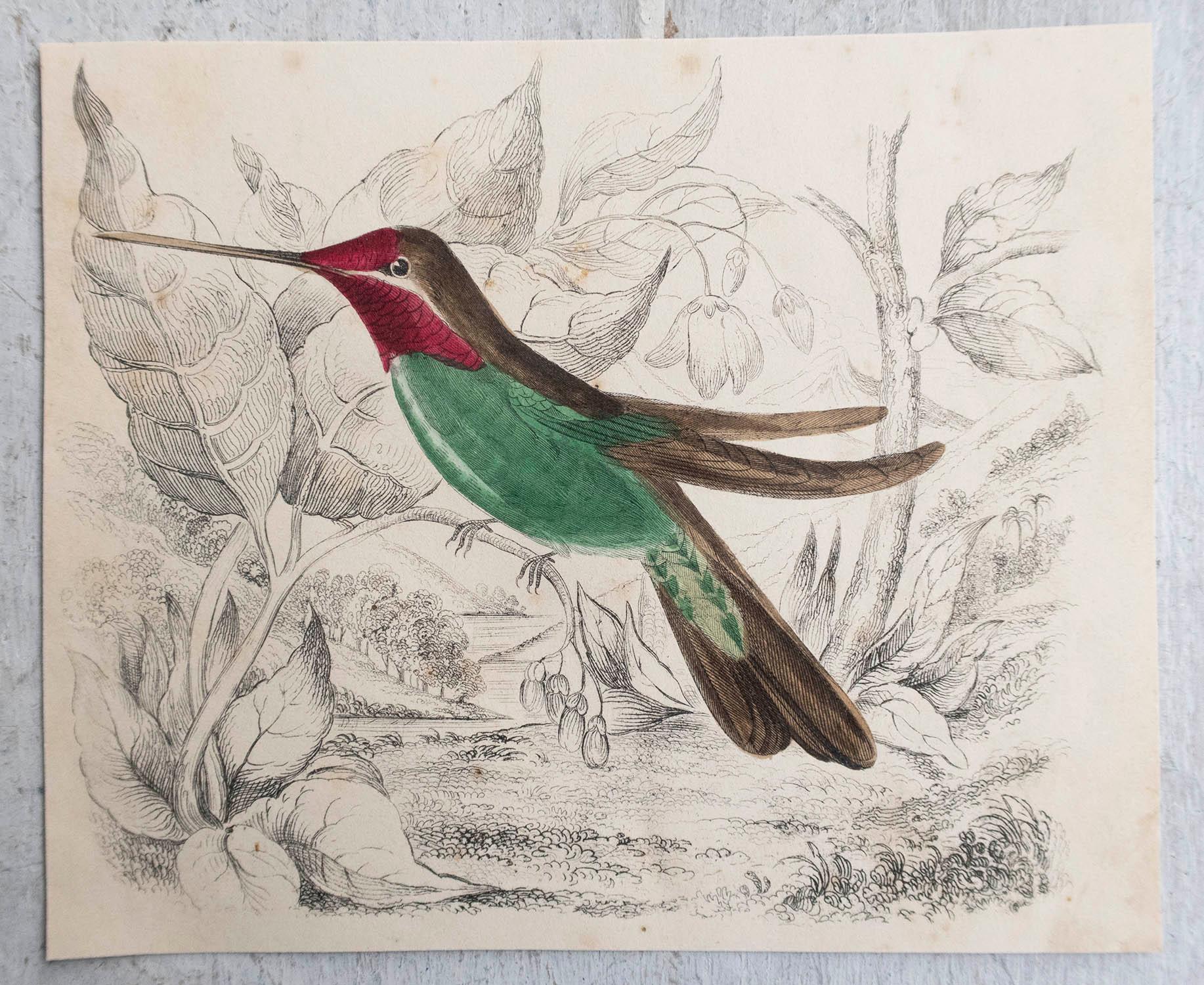 Folk Art Original Antique Print of a Hummingbird, 1847 'Unframed' For Sale