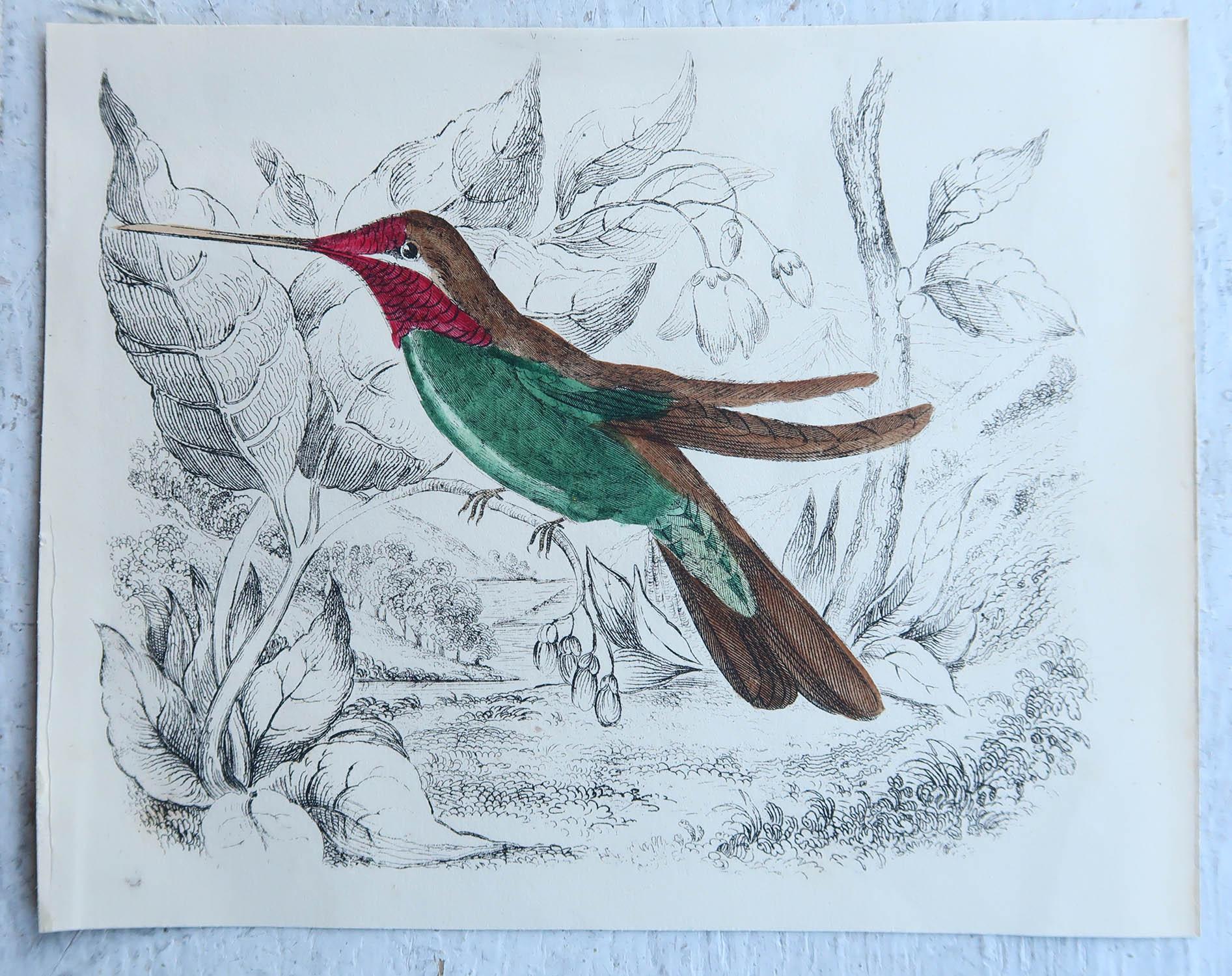 English Original Antique Print of a Hummingbird, 1847 'Unframed' For Sale