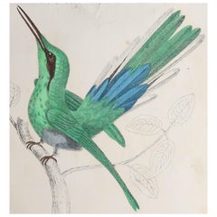 Original Antique Print of a Hummingbird, 1847 'Unframed'