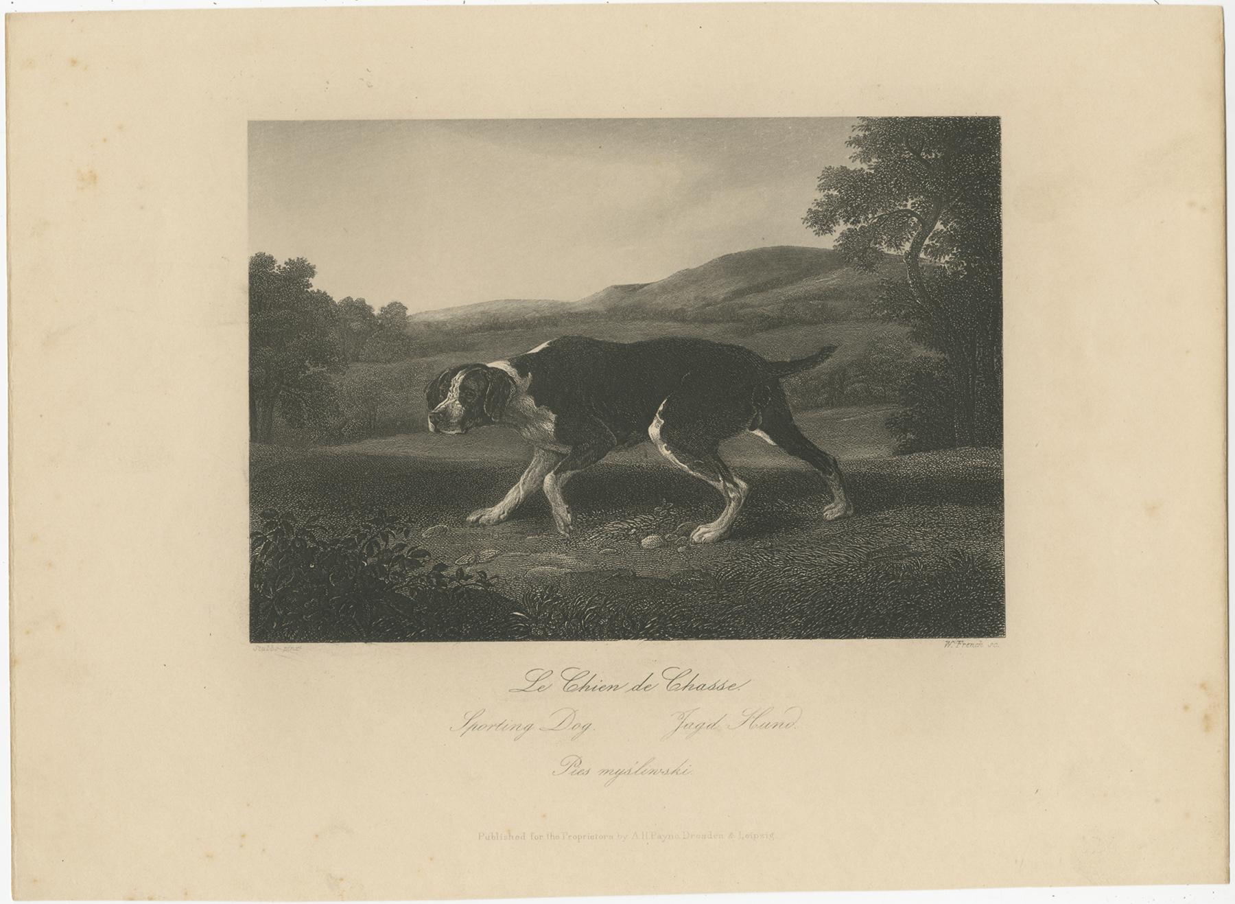 Antique print titled 'Le Chien de Chasse - Sporting Dog (..)'. Original engraving of a hunting dog. Lithographed by W. French after Stubbs. Published by A.H. Payne, circa 1850.