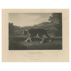 Original Antiker Druck eines Jagdhundes