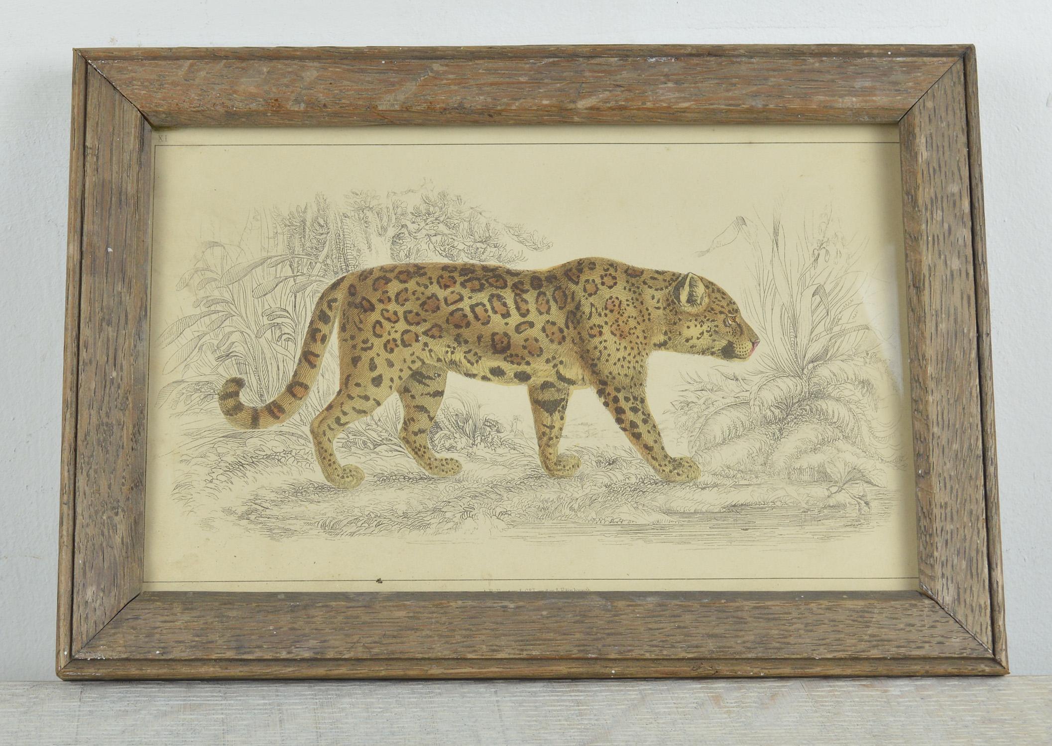 Great image of a jaguar

Hand-colored lithograph.

Original color.

From Goldsmith's animated nature.

Published by Fullarton, London and Edinburgh, 1847.

Presented in an antique oak frame.



 