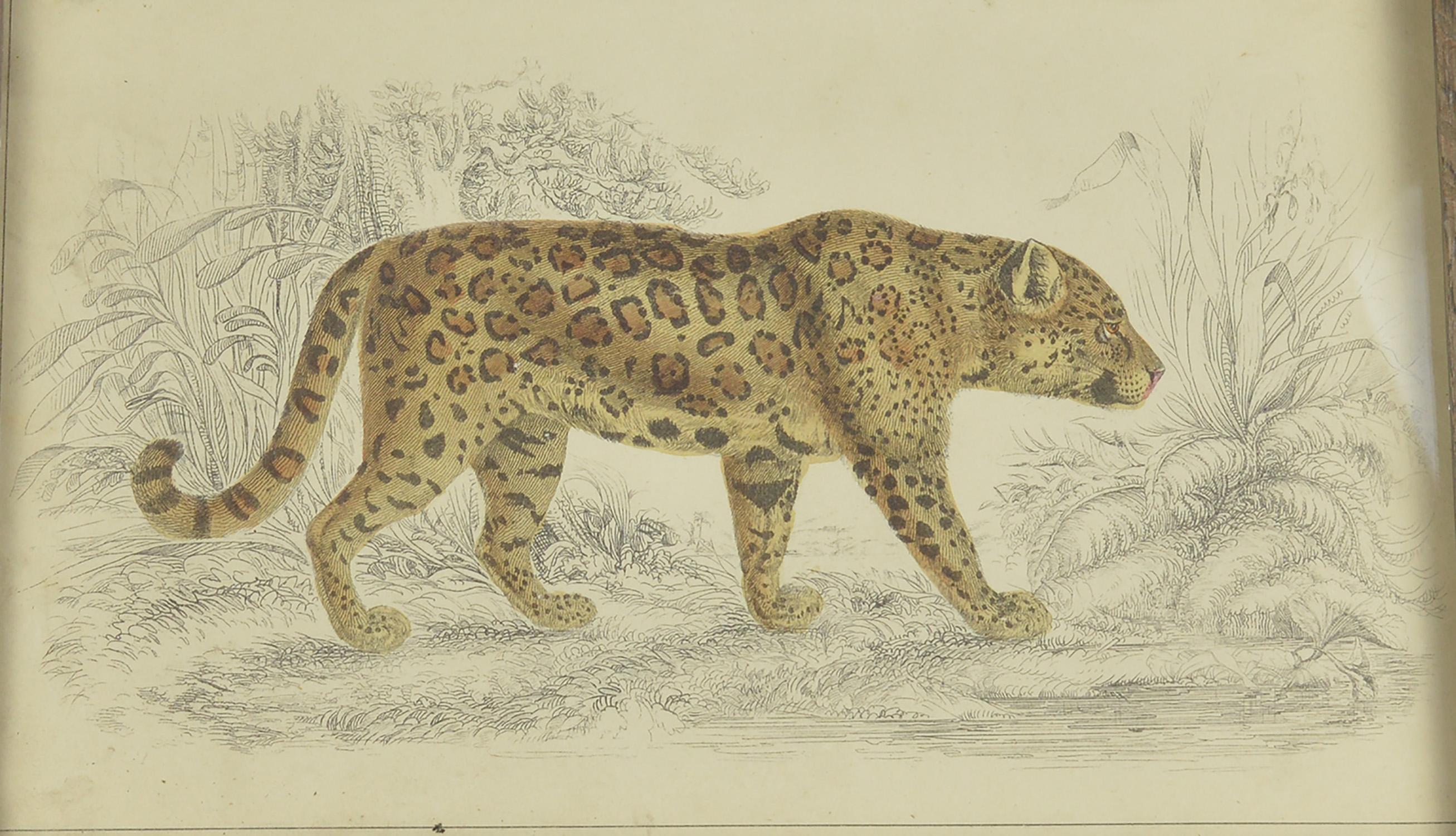 Folk Art Original Antique Print of a Jaguar, 1847