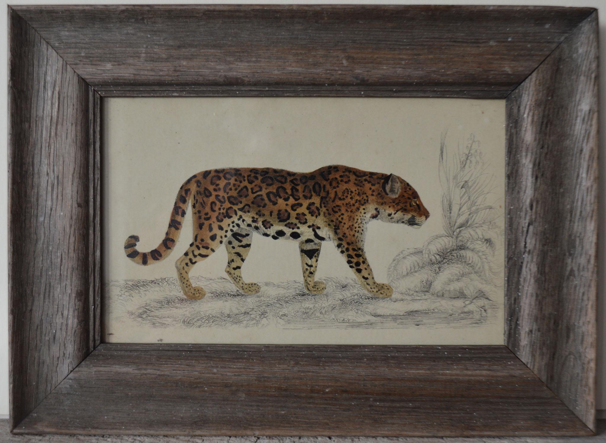 Folk Art Original Antique Print of a Jaguar, 1847