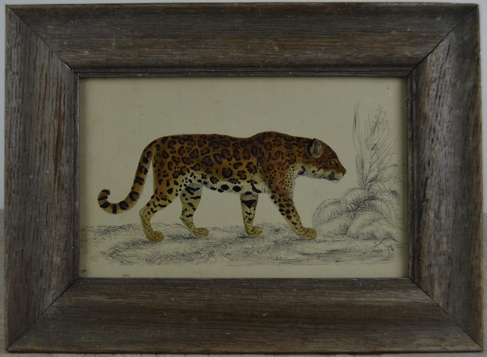 Great image of a jaguar presented in an antique oak frame.

Lithograph after Cpt. Brown with original hand color.

Published 1847.

Free shipping.
 

  