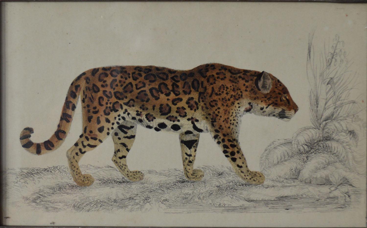 English Original Antique Print of a Jaguar, 1847