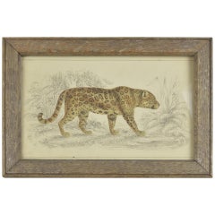 Original Antique Print of a Jaguar, 1847