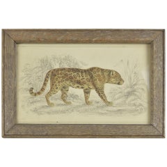 Original Antique Print of a Jaguar, 1847