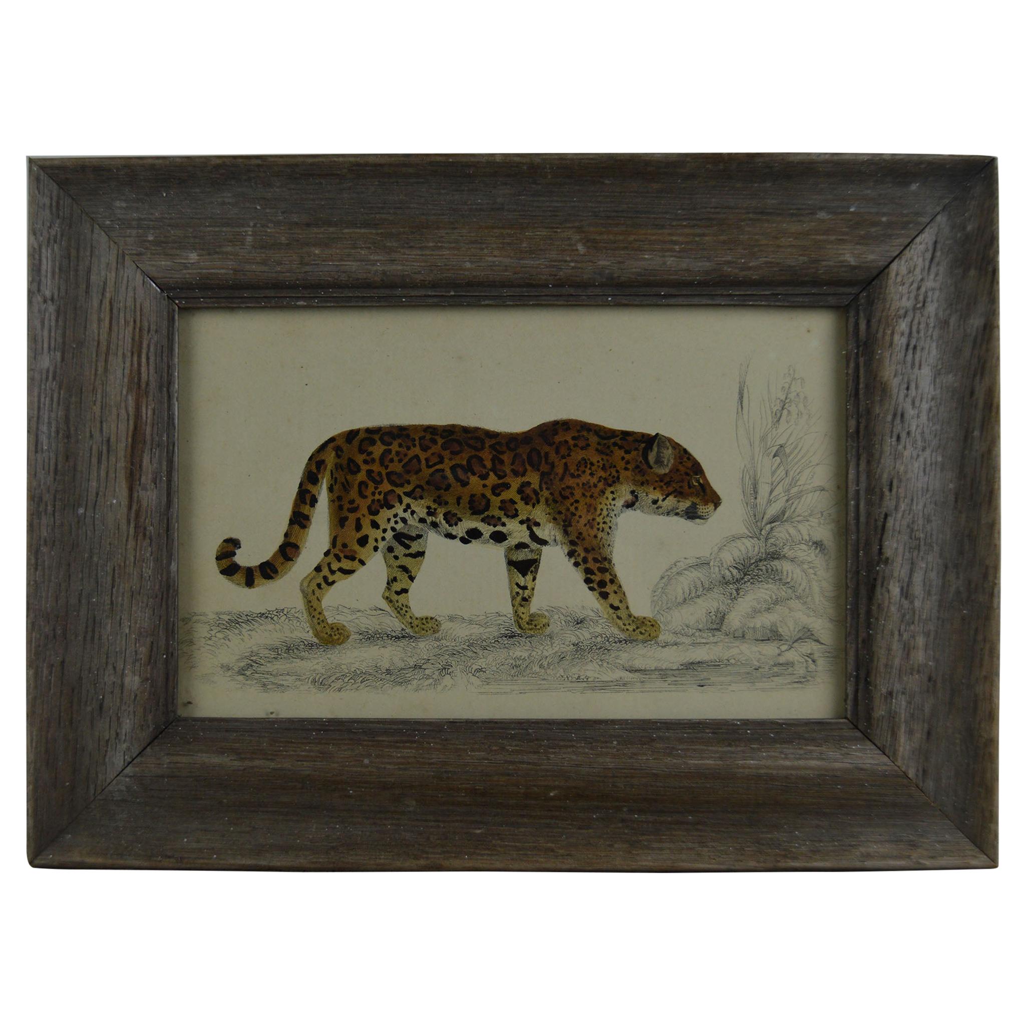 Original Antique Print of a Jaguar, 1847