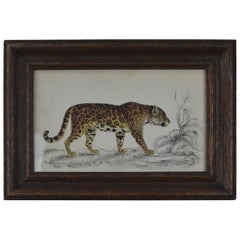 Original Antique Print of a Jaguar, 1847 Original Antique Print of a Jaguar, 1847