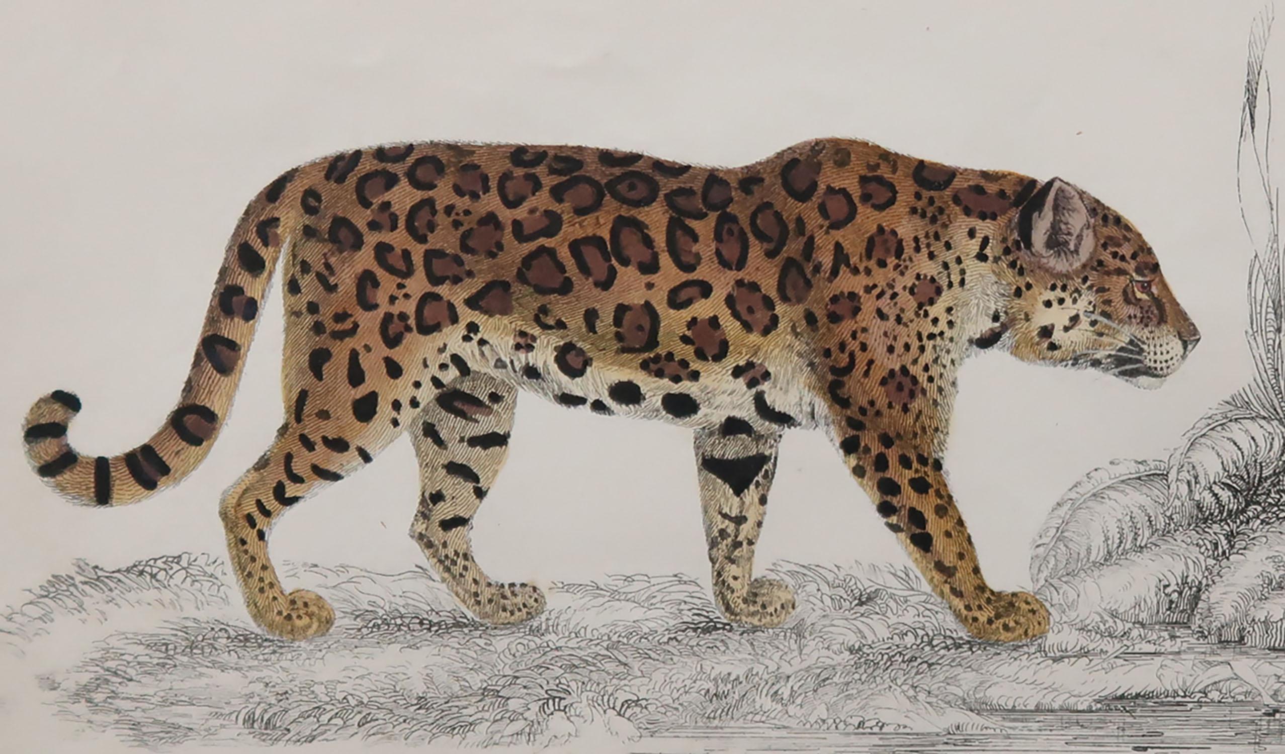 Great image of a jaguar.

Unframed. It gives you the option of perhaps making a set up using your own choice of frames.

Lithograph after Cpt. brown with original hand color.

Published: 1847.

Free shipping.






 