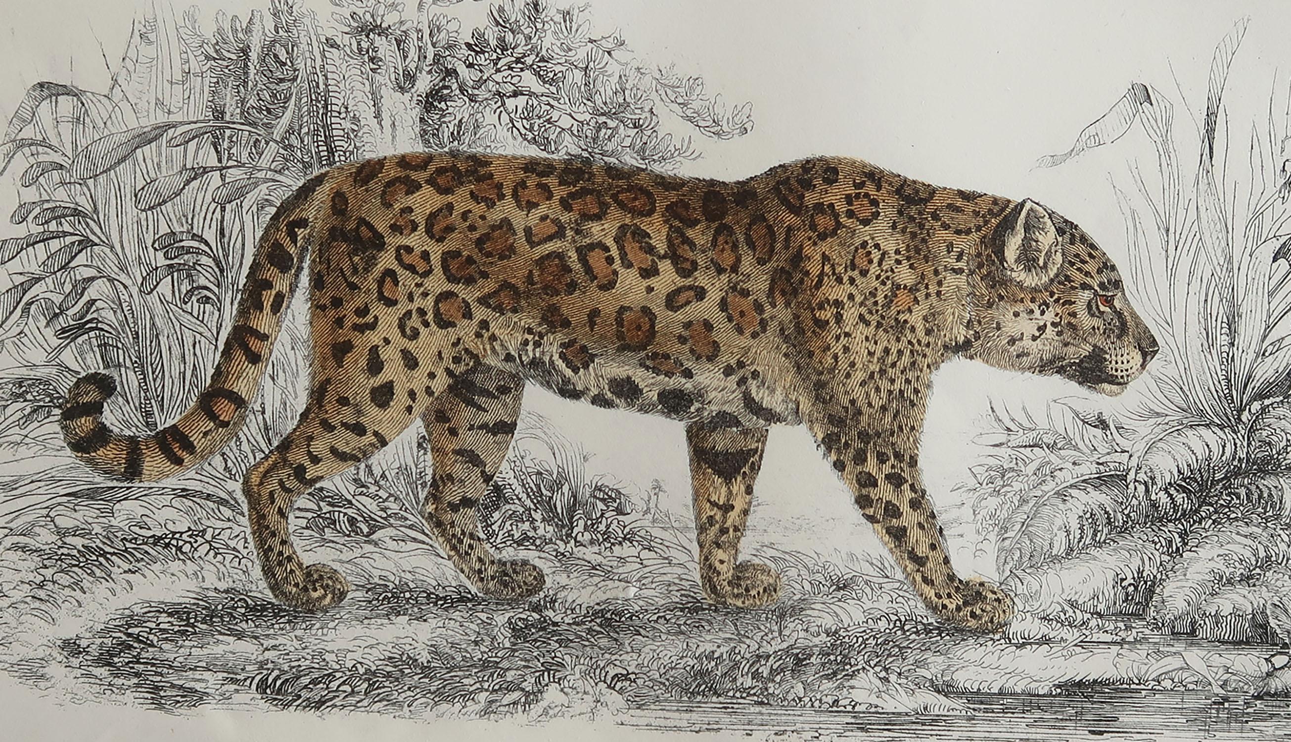 Great image of a jaguar.

Unframed. It gives you the option of perhaps making a set up using your own choice of frames.

Lithograph after Cpt. brown with original hand color.

Published: 1847.

Free shipping.






   