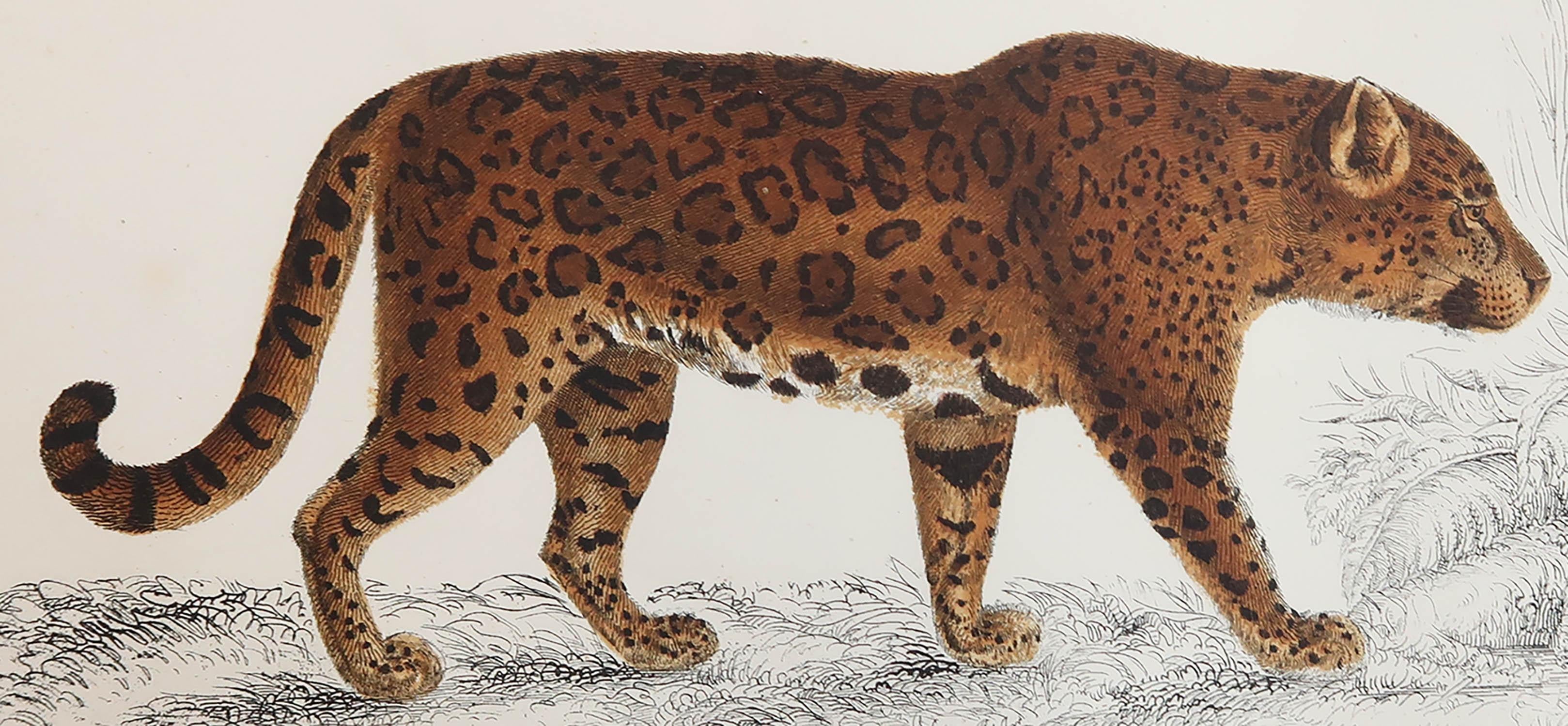 Great image of a jaguar.

Unframed. It gives you the option of perhaps making a set up using your own choice of frames.

Lithograph after Cpt. brown with original hand color.

Published: 1847.






