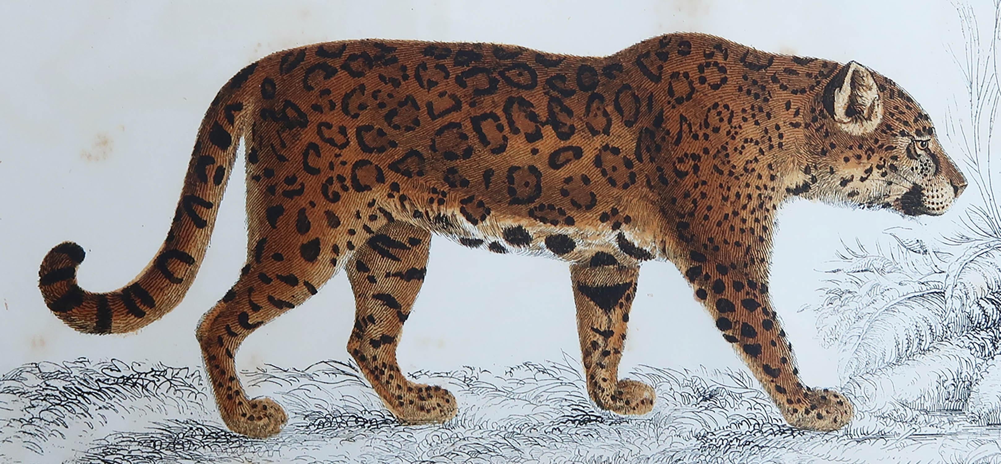 Great image of a jaguar.

Unframed. It gives you the option of perhaps making a set up using your own choice of frames.

Lithograph after Cpt. brown with original hand color.

Published: 1847.





