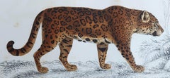 Original Antique Print of a Jaguar, 1847 'Unframed'