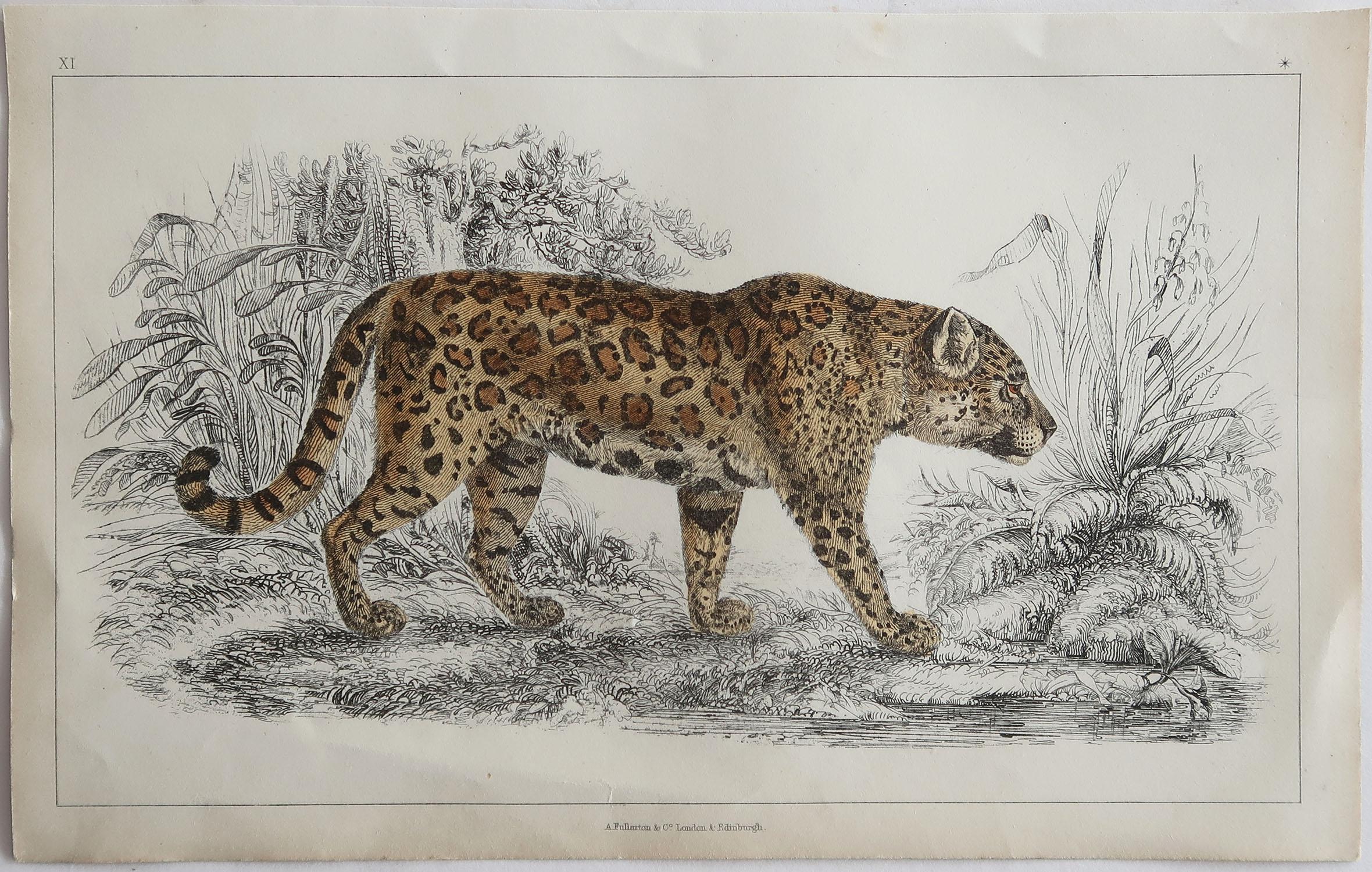 Folk Art Original Antique Print of a Jaguar, 1847 'Unframed'