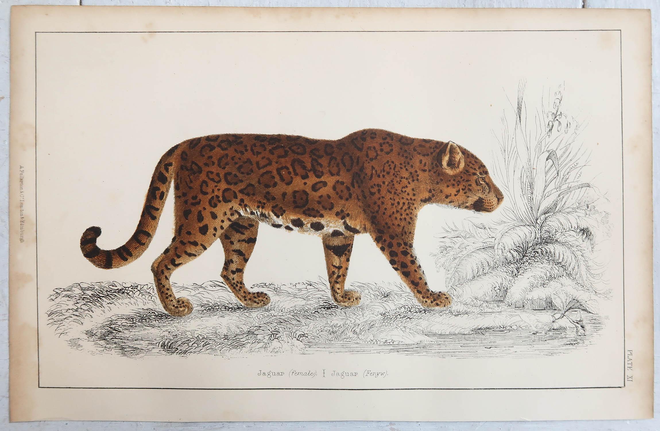 Folk Art Original Antique Print of a Jaguar, 1847 'Unframed'