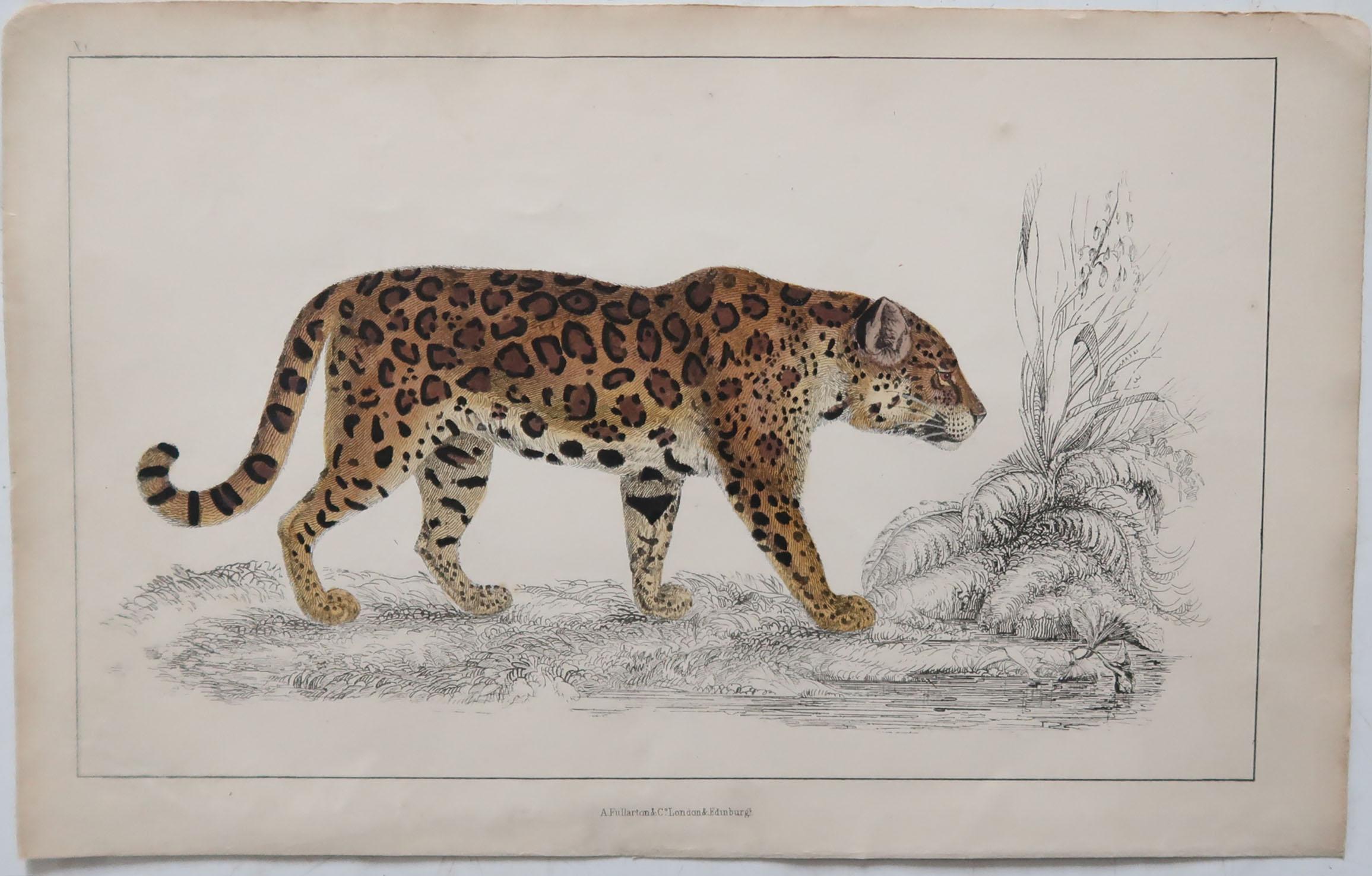 English Original Antique Print of a Jaguar, 1847 'Unframed'