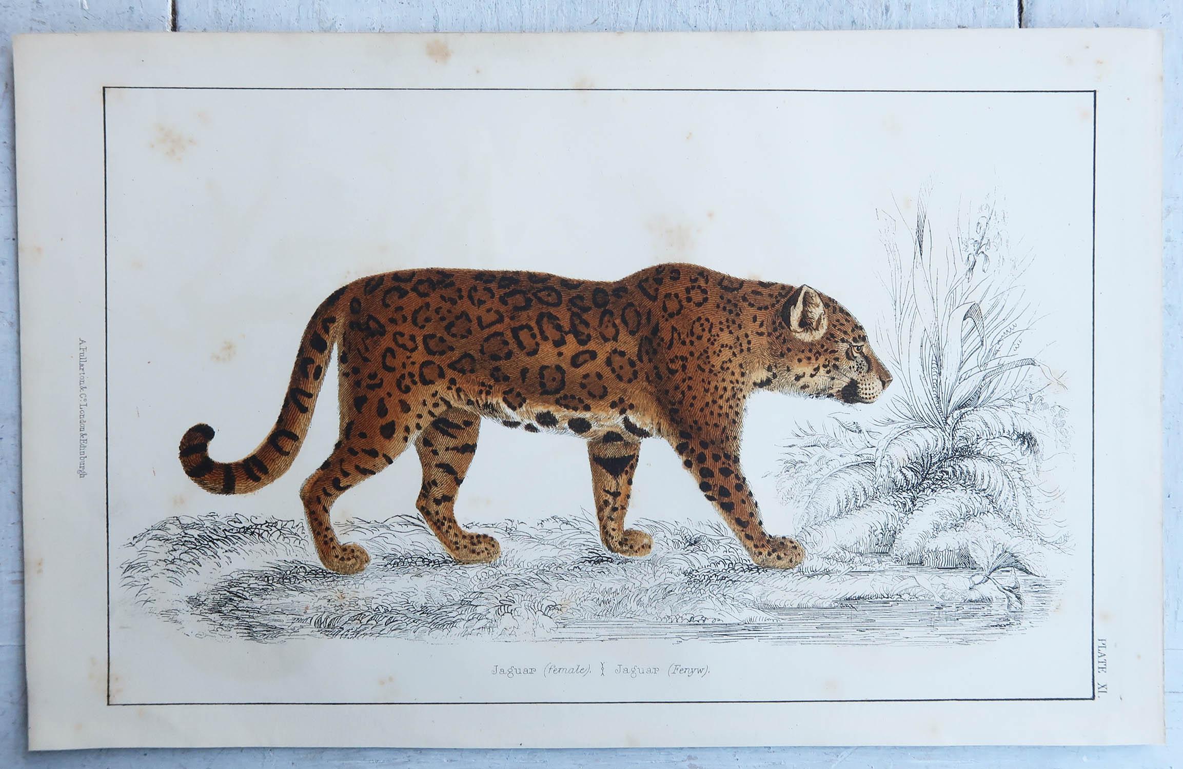 Folk Art Original Antique Print of a Jaguar, 1847 'Unframed' For Sale