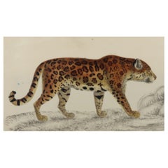Original Antique Print of a Jaguar, 1847 
Unframed
