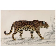 Original Antique Print of a Jaguar, 1847 
Unframed
