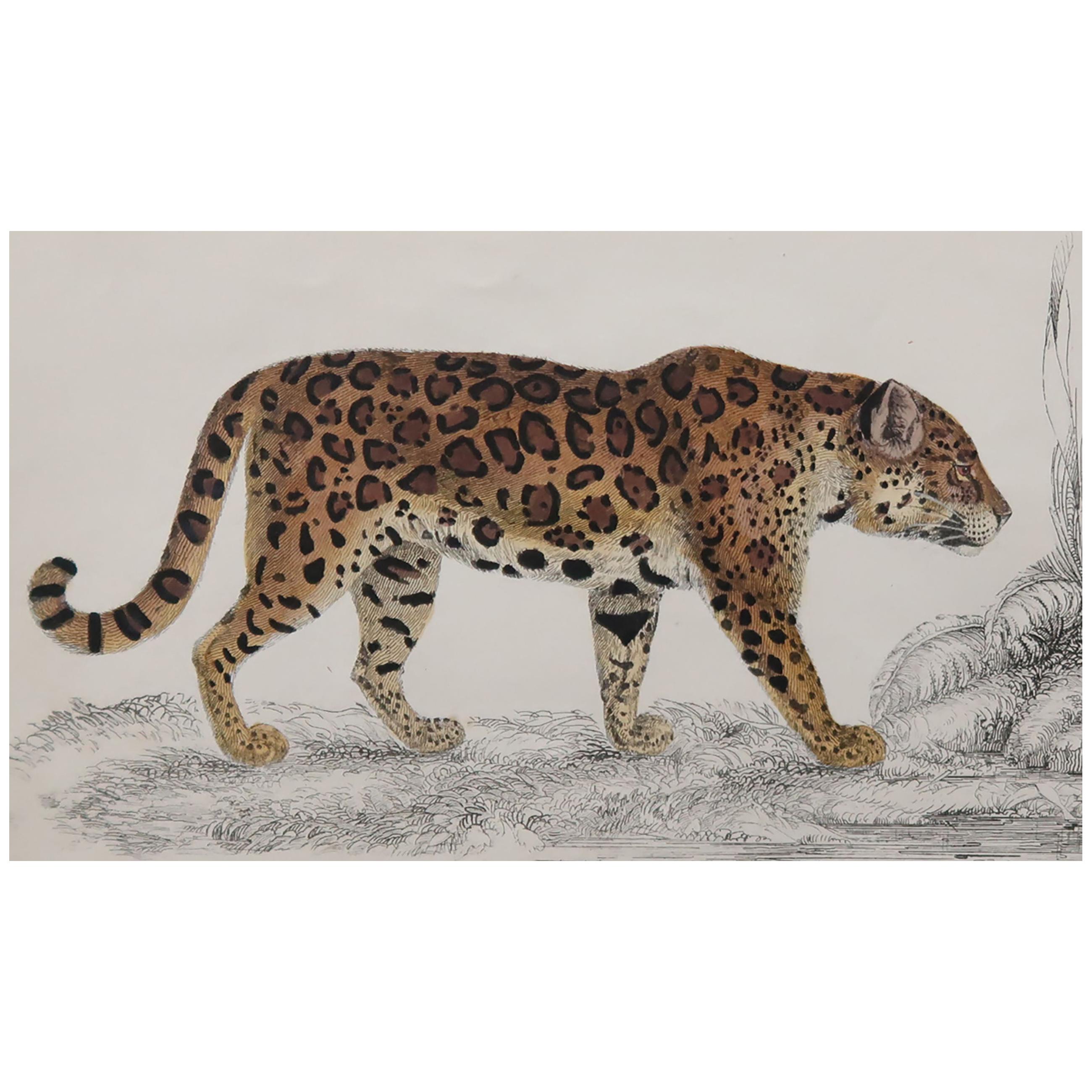 Original Antique Print of a Jaguar, 1847 'Unframed'