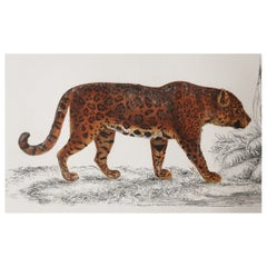 Original Antique Print of a Jaguar, 1847 
Unframed
