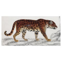 Original Antique Print of a Jaguar, 1847 
Unframed

