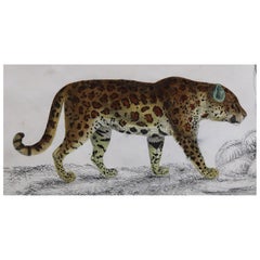 Original Antique Print of a Jaguar, 1847 
Unframed
