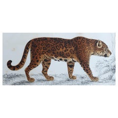 Grabado original antiguo de un jaguar, 1847 'Sin enmarcar