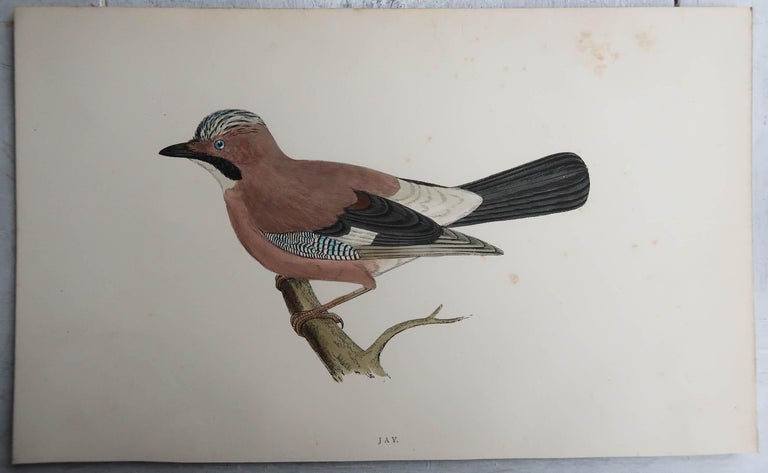 Jay R Prints Original Antique Print of a Jay, circa 1880, 'Unframed' For Sale at 1stDibs