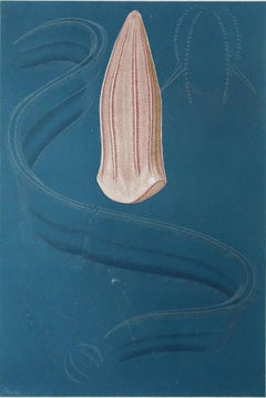 Original Antique Print of a Jelly Fish, C.1870