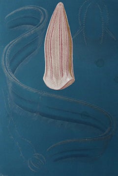 Original Antique Print of a Jelly Fish, C.1870